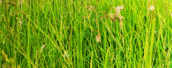 The beautiful background view image