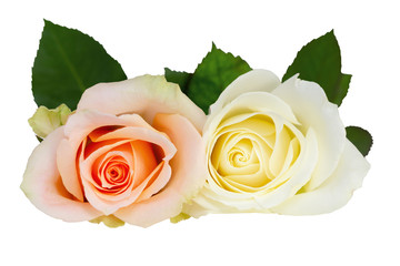 Two beautiful Roses (Rosaceae), white, off-white and orange. Isolated on white background, including clipping path and without shadow.