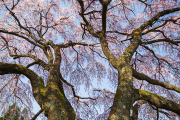 大木の枝垂れ桜