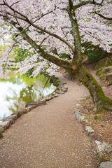 公園のソメイヨシノ