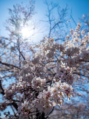 山梨県 勝沼ぶどう郷の甚六桜