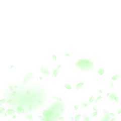 Green flower petals falling down. Exquisite romant