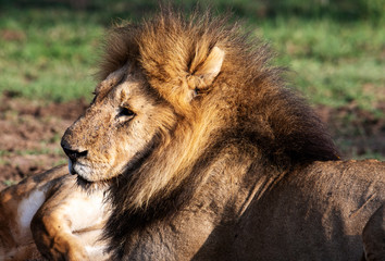 Close up from a Lion  in Serengeti National Park, Tanzania