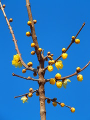 咲き始めたロウバイの花と冬空