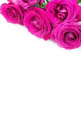 fuchsia roses lie on the surface at the top with place for text on a white background