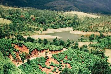 Tea plantation landscape under blue cloudy sky. Munnar, Kerala, India