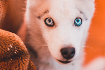Portrait of a Husky puppy at home.
