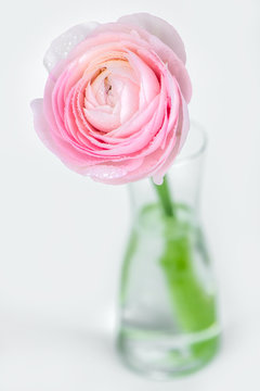 beautiful delicate pink rose ranunculus in a vase. Card. Close up.