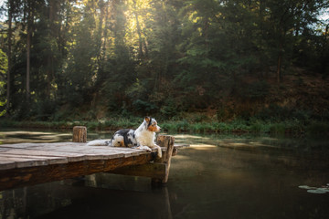 The dog lies on a wooden pier at the lake. Walking with a pet, healthy lifestyle, travel