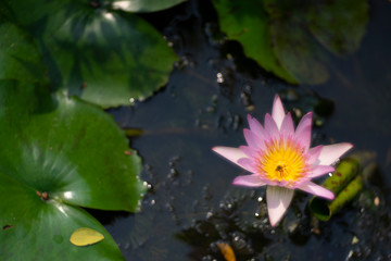 Lotus flowers as beautiful nature background