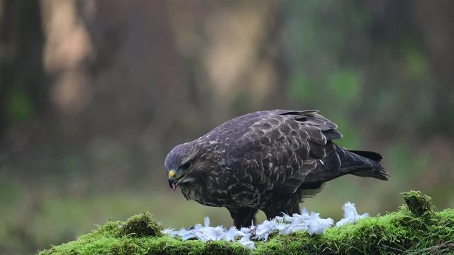 Common buzzard sitting on the forest meadow and pluck a woodpigeon, winter, (buteo buteo), germany