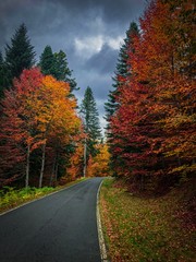 Fototapeta premium road in forest