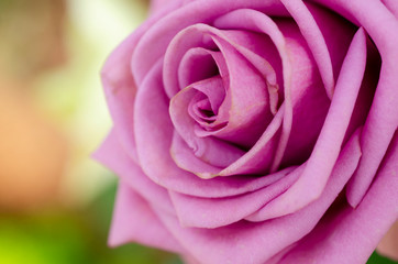 Purple rose blurred with blurred pattern background