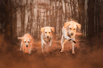 Triple Fun © Jagoda