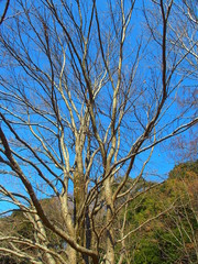 カツラの枯れ木と冬の青空