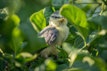 Meise Vogel 