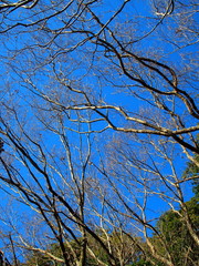 冬の小楢の枯れ木と青空
