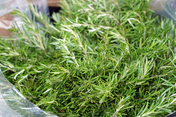 Fresh rosemary organic herb grow outdoor close up 