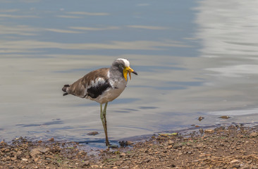 A white-crowned lapwing at the water in the Kruger National Park in South Africa image in horizontal format