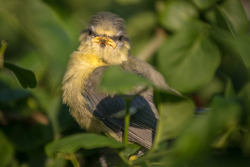Meise Vogel 