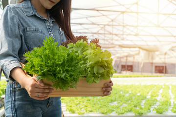 Asian farmer woman holding Wooden box filled with salad vegetables in hydroponic farm system in...