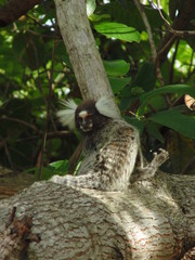 Sagui