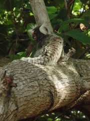 Sagui
