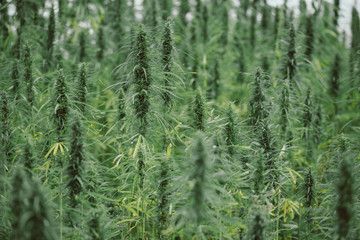 Cannabis hemp plants on industrial field