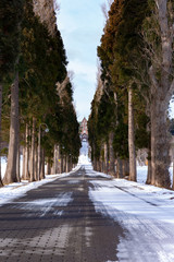 雪解けを待つ並木道