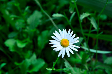 daisy flower on green background