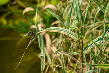 Beautiful young black-tailed skimmer (Orthetrum cancellatum) female on striped leaves of Phalaris arundinacea on blurred background of aquatic plants. Selective frus. Family Libellulidae.