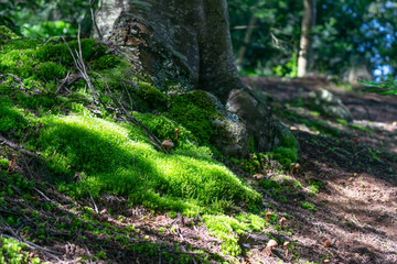 Moss in the forest