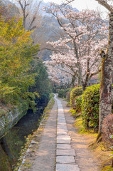 Fototapeta na wymiar 京都の哲学の道