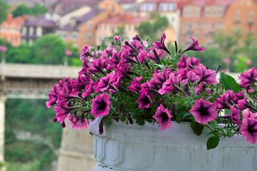 Fototapeta na wymiar pink flowers on a background of the city