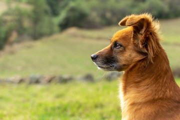  Dog on the grass at sunset