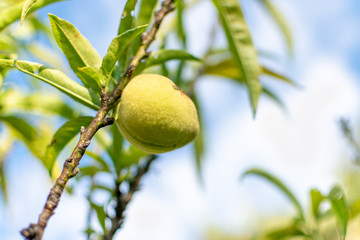  Natural peach on tree