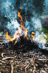 Campfire in the forest