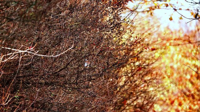 Zerujące Kwiczoły (Turdus pilaris)  nakrzewach  dzikich śliwach tarninach