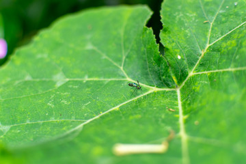  Leaf mosquito