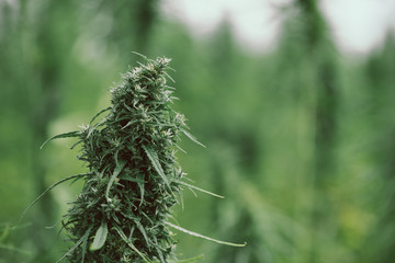 Big flower head of hemp cannabis plant on the field