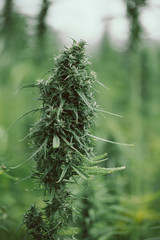 Big head of hemp cannabis plant on the field