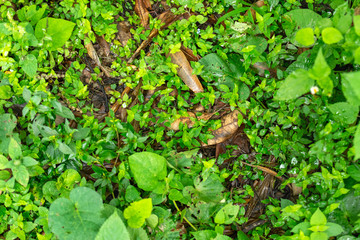  Nature floor