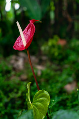  Flower in the jungle