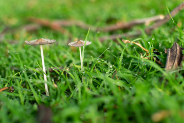  Small mushrooms in nature at sunrise