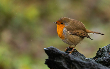 Robin Redbreast