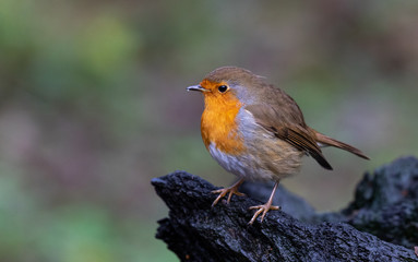 Robin Redbreast