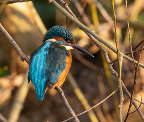 Common Kingfisher