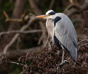 Grey Heron