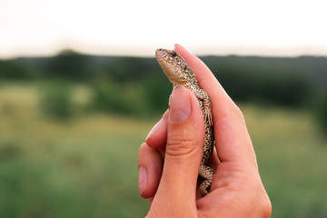 The vet girl caught a lizard on a summer day.