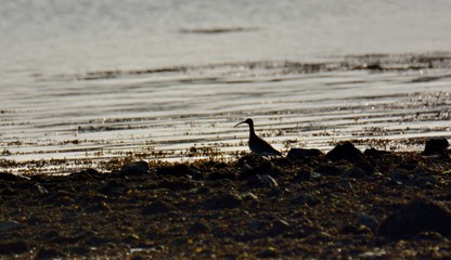 Curlew bird on the sea at Plougrescant in Brittany. France